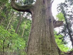 早朝、早速ハイキングに出発しました
夏で既に暑いせいなのか、結構人に会いました

こちらは、天狗の腰掛杉
本当に、天狗が出そうな雰囲気です




