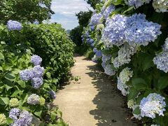 軽井沢へ行く道中　寄れるところでまだ紫陽花が見られそうなので関越道を途中で降りて下仁田あじさい園へ