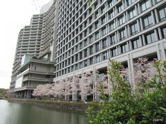 パレスホテル前の桜。