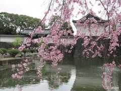 大手門の桜。

曇り空なのが残念。