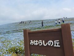 翌日は平日！
早めにホテルをチェックアウトし、ひたち海浜公園へ。
ネモフィラ目当ての方で連休中はものすごく渋滞するという情報でしたが
連休中の平日だったからか、すんなり駐車場にはいることができました。
オープン１５分前くらいに駐車場に着けるようにいきました。