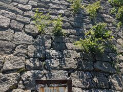 続いて丸亀城へ。
日本一高い城壁で知られる丸亀城。
高いだけでなく美しい城壁でした。