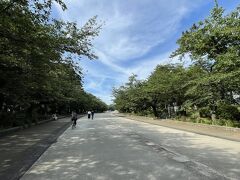 コロナ前は桜の時期、人でいっぱいになる上野公園。
桜の木はかなり伐採されてしまっていました。