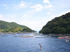 伊根湾の海は水もとてもきれいでした。

魚養殖の生簀もたくさん。