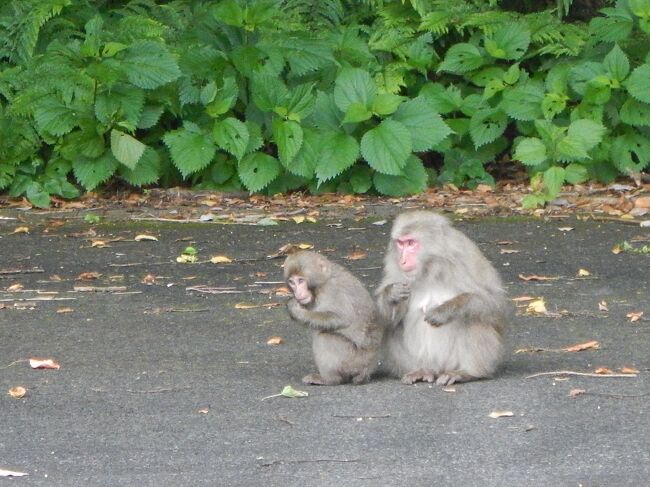 昨日に引き続きガイドは金井ガイド<br /><br />ヤクシカは見たけどサルは見なかったねと話していたら道路に普通にいる（笑）<br />今の時期は赤ちゃんサルも見かける。