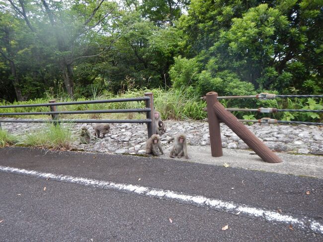 車に寄って来るでもなく、人間と野生の適度な距離がまだ保たれているんだ～とちょっと感動。<br /><br />
