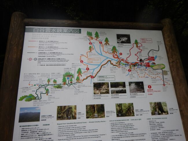 いろいろなコースがあるようだけどガイドが連れて行ってくれたのは「苔むす森」のピストン<br /><br />あれ？あっちも回りたいのだけど…まぁ、いいか(#^^#)<br />