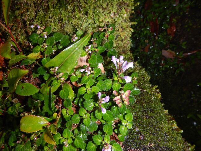 （アカボシ？）タツナミソウ<br />