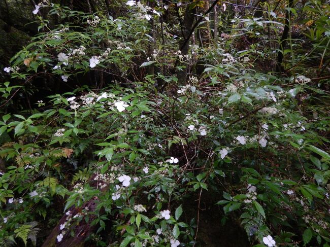 昨日も見たヤマアジサイ
