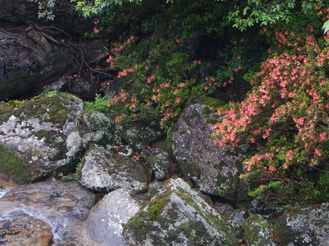 サツキも相変わらず綺麗