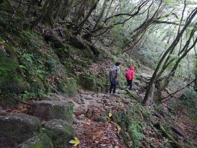 コースはこんな感じ<br />そんなに大変そうな道ではなかった