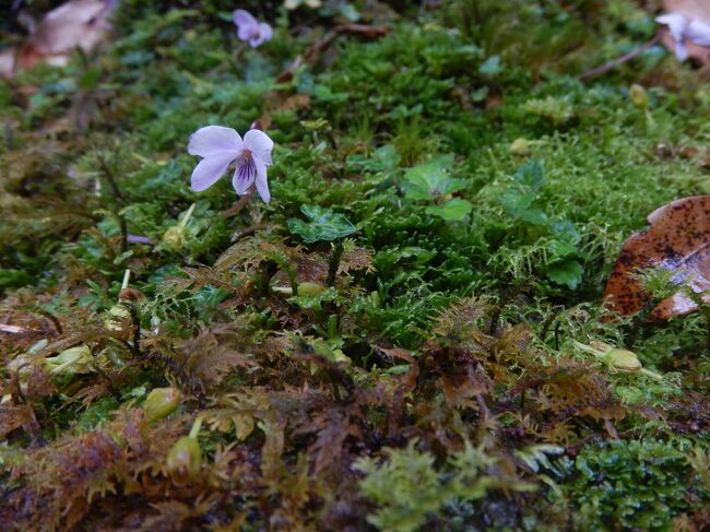 ヤクシマミヤマスミレだと思う<br /><br />