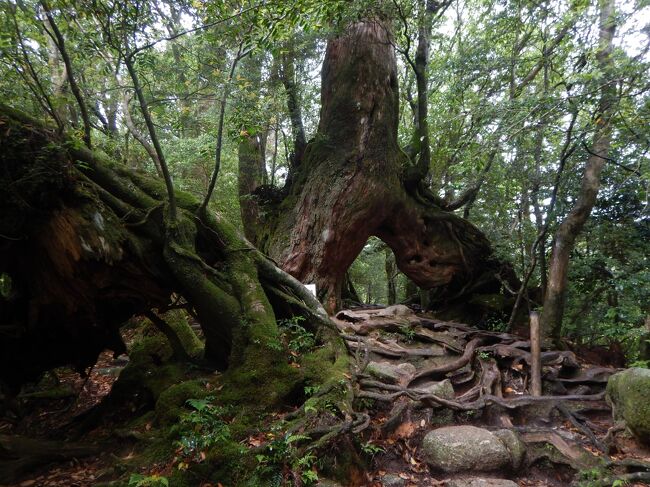 くぐり杉<br /><br />