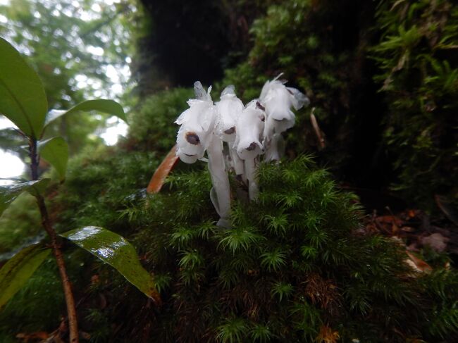 ギンリョウソウ<br /><br />これはあちこちに群生してたな～植生があってるんだろうな