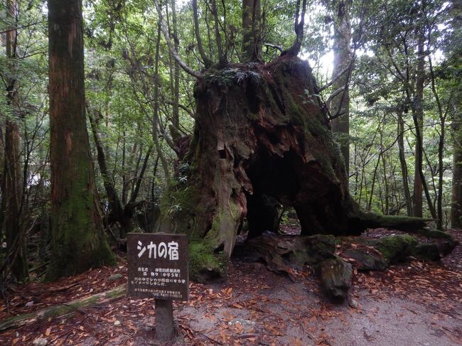 シカの宿<br /><br />一般公募で決まった名前<br />なるほど～鹿が入れるくらい大きいからね