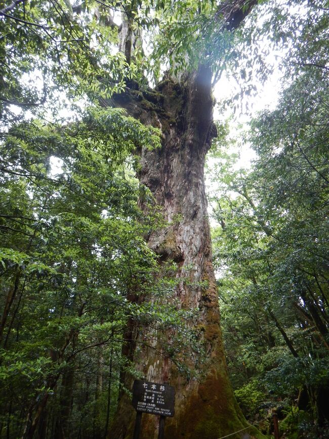 上の部分が七本に分かれているからだそうだけど確認出来なかった