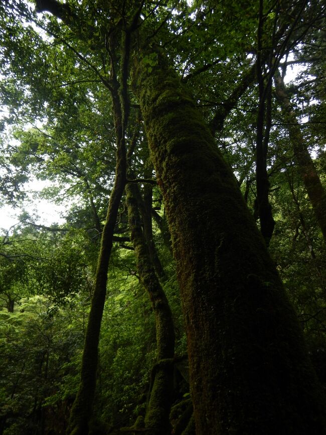 白谷雲水峡で見た苔むした杉<br />こんなに立派な杉でもまだまだ「屋久杉」には程遠い<br /><br />今回見られた屋久杉は何代にもわたってこの森が作ってきた貴重な財産<br />世界自然遺産になった意味がちょっとだけ分かったような気がする<br /><br />この屋久島の森を歩けて本当に良かったと思えた3日間でした。