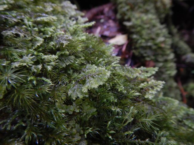 ホウライスギゴケとウツクシハネゴケ