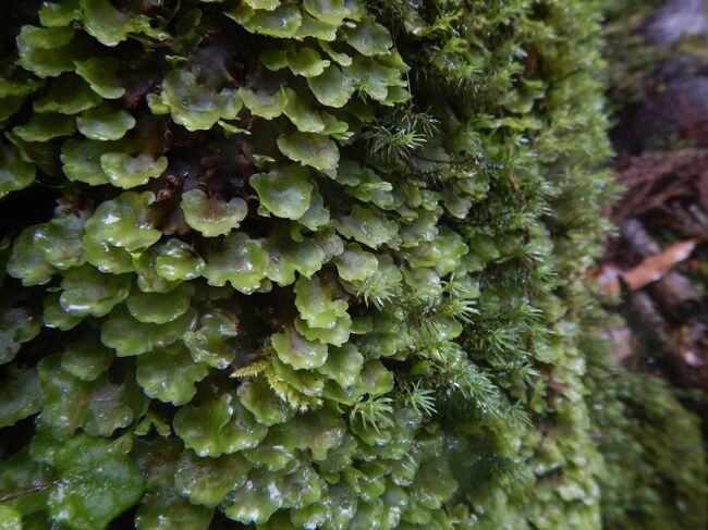 ここだけでどれくらいの苔の種類があるのだろうか？と思うくらいたくさんの苔たち