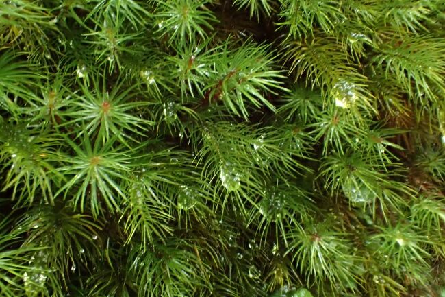 一番生えている　ヒノキゴケ<br />見た目より柔らかい