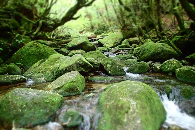 渡河した場所<br /><br />あまり水量が増えてしまうとこのコース自体立ち入り禁止になるので個人で行かれる方は事前確認＆天気予報チェックがよろしいかと思います。