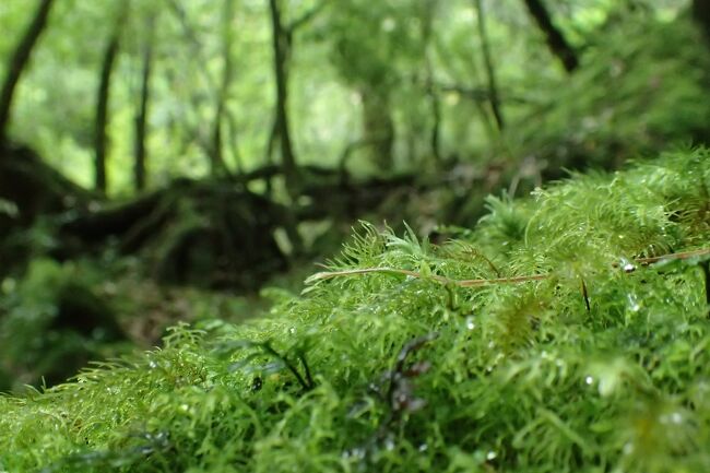 今回はコンデジなので後ろのボケもイマイチ