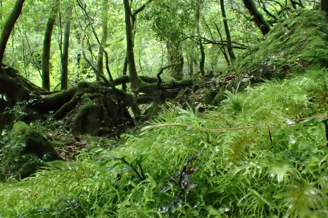 何なら深度合成で奥までクッキリ（笑）