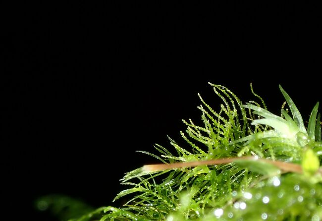 予期しない写真が撮れることもある<br /><br />これなんかいつものカメラ持ってても絶対に撮れない！<br />すごいよね、シャッター押しただけ（爆）<br />手前の茶色い草？の存在が惜しまれる