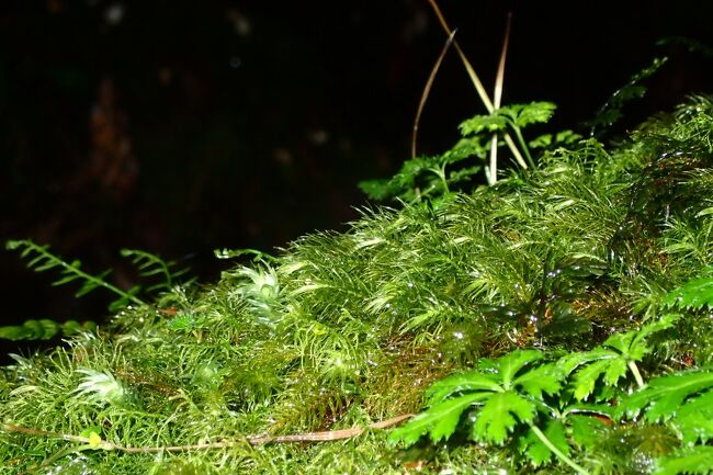 だけど調整が効きにくい分<br />（私が使いこなせてないだけかもしれないが）