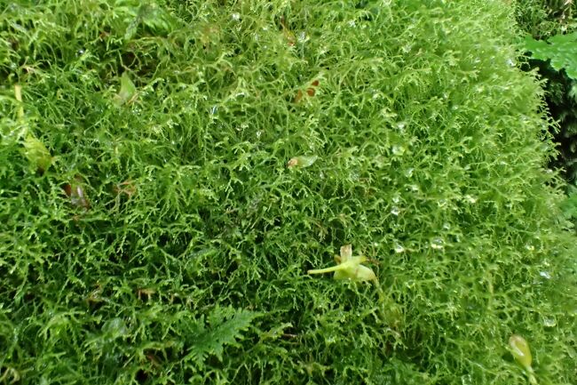 フォーリースギバゴケ<br /><br />モサモサ生えている