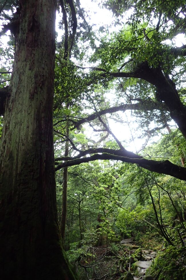 霧が急に立ち込めたり少し明るくなったり天気が中々安定しないな～