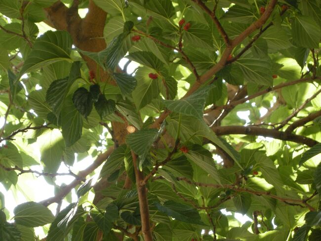 木蔭を作ってくれている木の枝に時々スズメのような小鳥がくる。<br />小さな実があるからかも。<br />落としモノしないでねー！