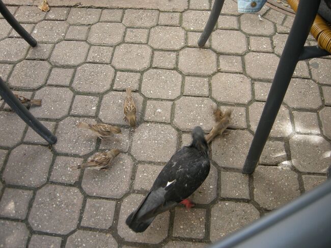 ハトとスズメが仲良く？おこぼれをついばんでいる様子を眺めながら<br />ゆったりとリラックスできました。<br />