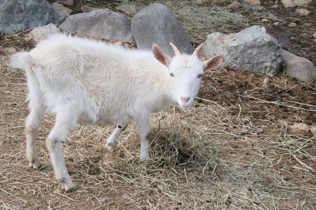 群馬お泊まりレッサーパンダ遠征２園 ４ 群馬サファリ 後編 午後から回ったマイカーサファリでピグミーゴートの赤ちゃんや子ライオンに熱狂 富岡 甘楽 群馬県 の旅行記 ブログ By まみさん フォートラベル