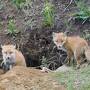 [2022年初夏の野生動物]道東撮影旅行