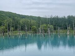 きれいな青い池を見るには天気が大事。晴天で風がない日が一番、とのことだけど、小雨の中で見てもそれなりに青くきれいだった。