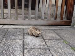 今日も烏丸通りを歩いて京都駅へ
東本願寺さん前でご近所さんのご飯待ちの猫ちゃんと再会

京都駅からJRで長岡京駅へ