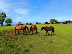 高鍋藩が1697年に軍馬や農耕馬の牧を開いたのが始まりで、長い間に都井岬の自然環境に適応し、土着してしまったんです。
生息数は、現在103頭です。
そして、馬を見学する場合の注意事項です。
■触らない
■餌をあげない
■近づきすぎない
■ゴミを捨てない
ではそろそろ、次の場所に移動します。