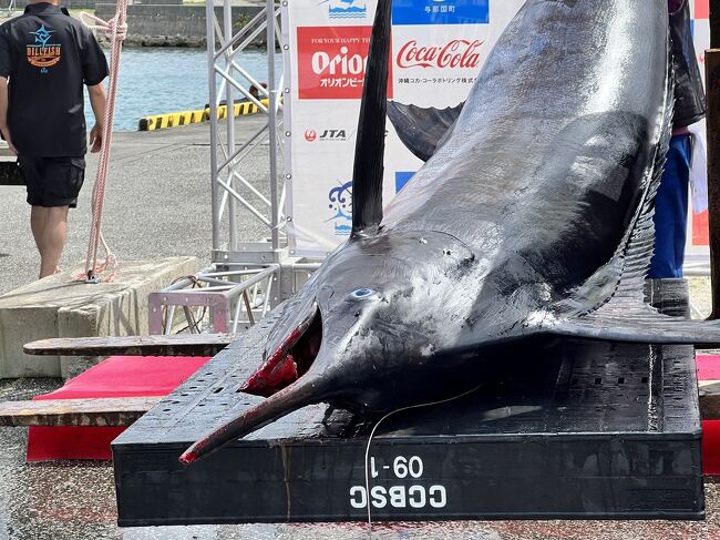 211キロのカジキが釣れた＼(^_^)／釣り上げろ！3年ぶりの大カジキ