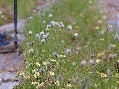 ほら、お花畑見えてきたでしょ。

田代山湿原は山の上にある閉鎖形の湿原。
流れ込む川も無く、土への栄養素の補給源はほとんど無い痩せた湿原だ。

そんな処だから、その草原の花は小ぶり。
