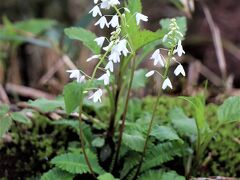 その花の魅了する魔力すら無効にしてしまうアイツラが帝釈山のエリアにはたくさんいた。

