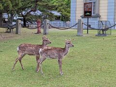 バンビちゃん