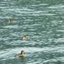 海鳥の楽園 天売島*緑の島 焼尻島へ行ってみよう　フェリー欠航　天候不良で当惑のひとり旅 4日目