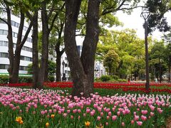 ①の続き

横浜公園でチューリップ鑑賞をします。