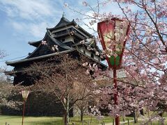桜とコラボの松江城。あら我ながら良いアングルで撮れてる笑(自画自賛)