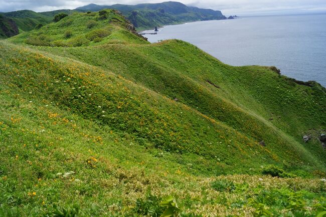 エゾカンゾウのオレンジ色が目立ちます。