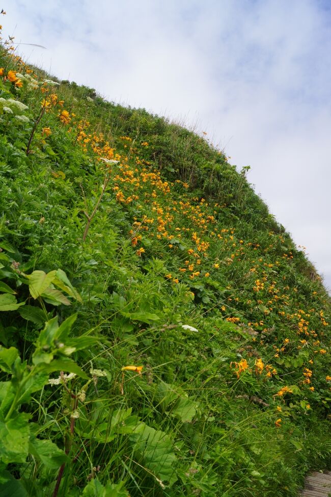 エゾカンゾウが盛りです。