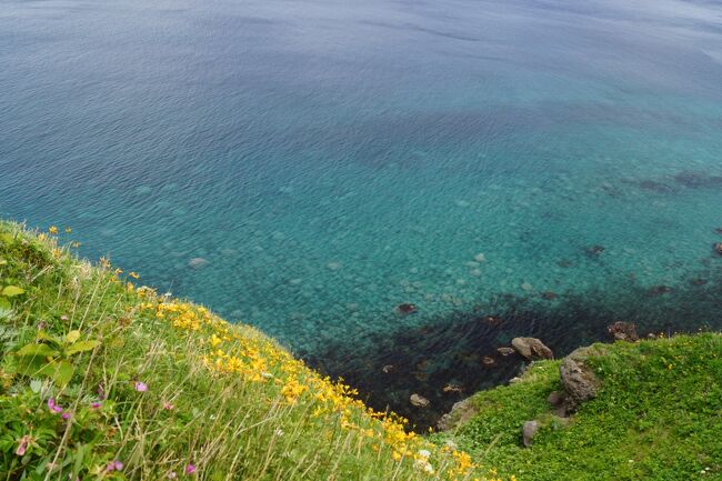 エゾカンゾウと積丹ブルー