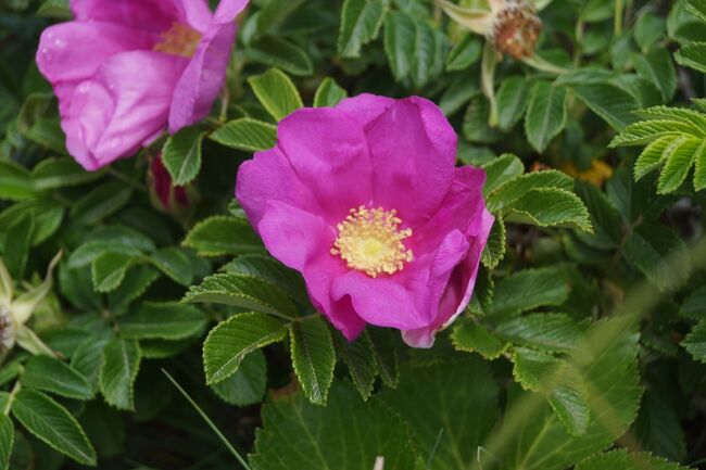 ハマナスが綺麗