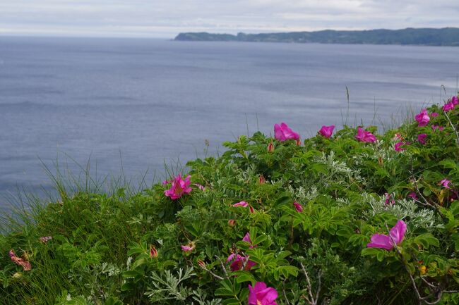 『知床旅情』の歌詞が浮かんできます。<br /><br />加藤登紀子<br />知床の岬に はまなすの咲くころ<br />思い出しておくれ 俺たちの事を・・・・